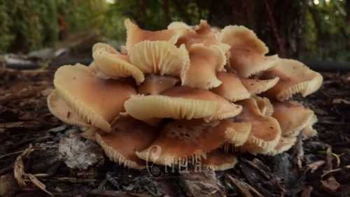 large mushroom eileens garden
