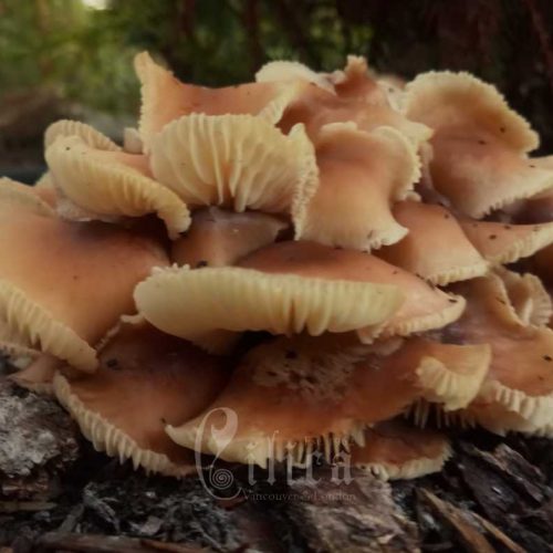 large mushroom eileens garden
