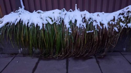 tall grass under snow
