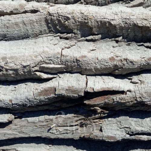 sun dried drift wood